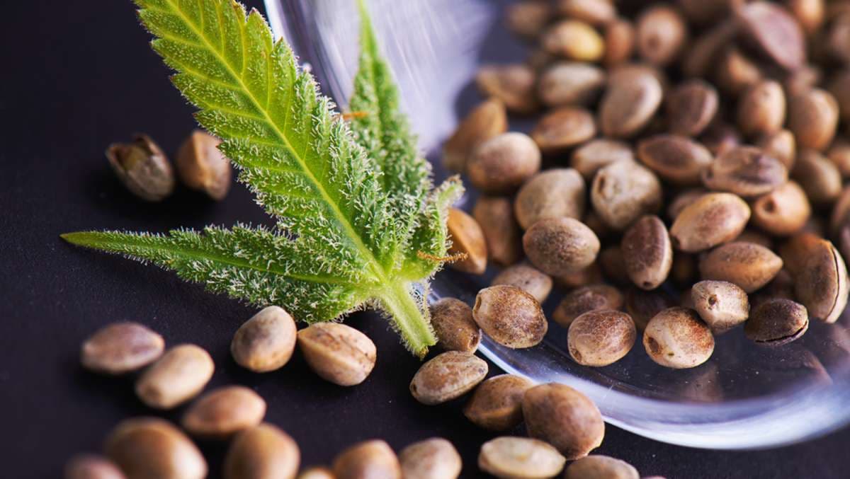 Verarbeitung von Cannabis Samen: Methoden und Produkte
