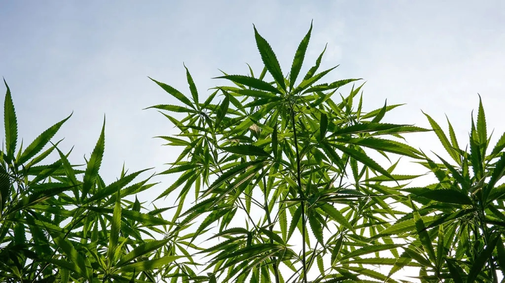 Die Top 10 Sinsemilla-Sorten von Cannapot für Cannabis Sativa-Liebhaber