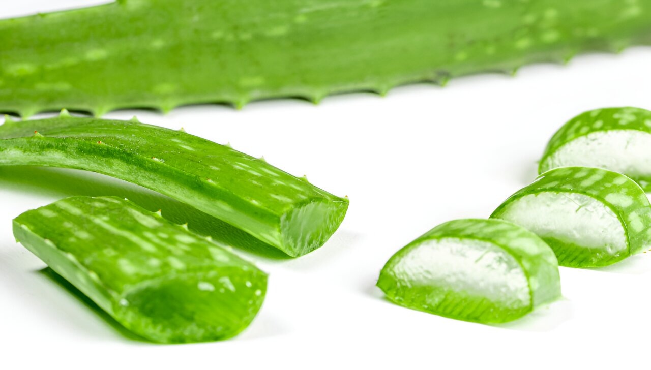 Aloe Vera Gel Gelly im Fokus: Was Unabhängige Distributor von Forever Living Products darüber wissen sollten