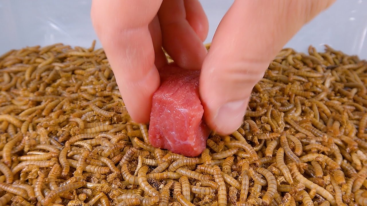 Genuss mit Biss: Getrocknete Mehlwürmer für eine proteinreiche Ernährung