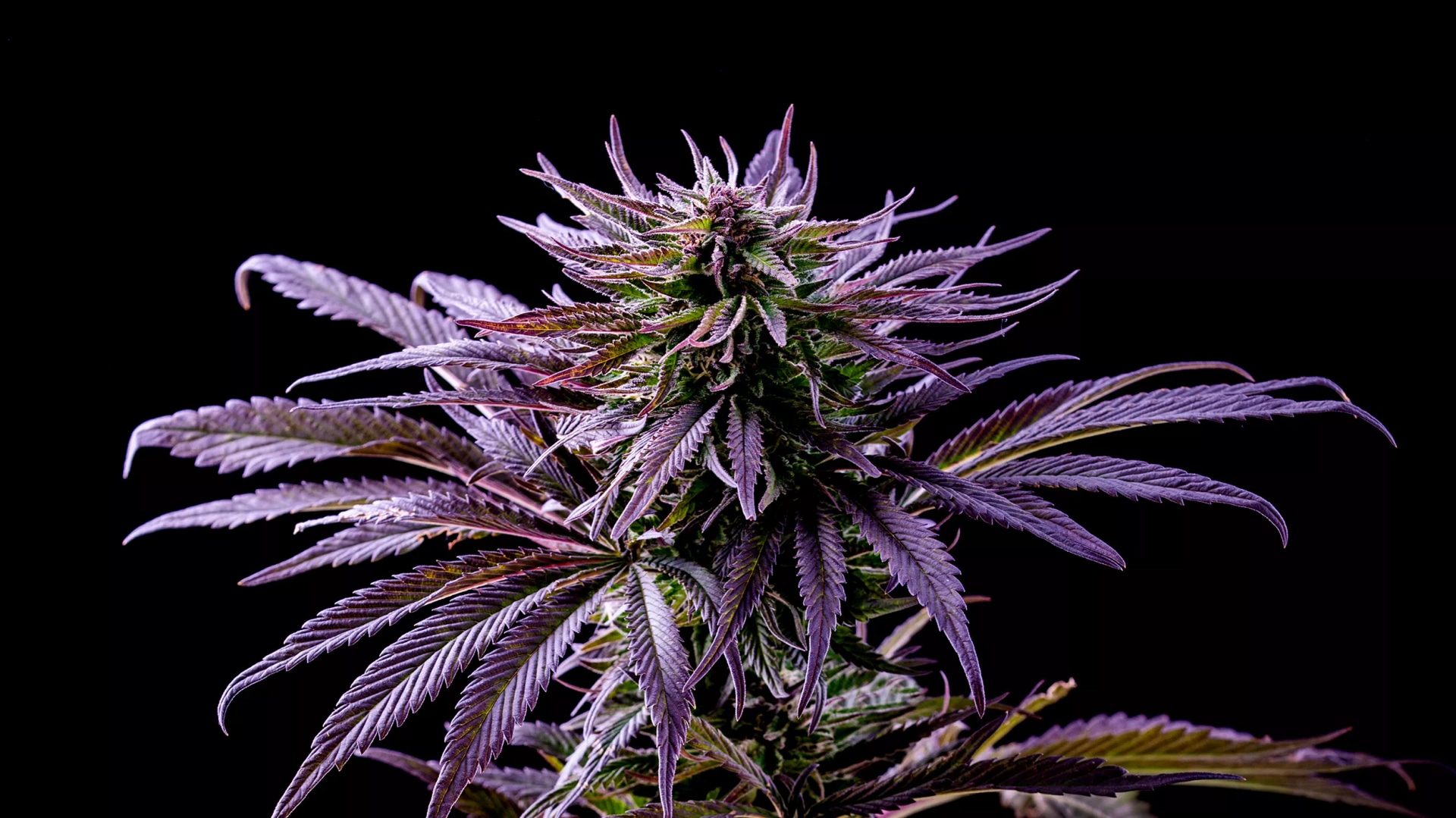 Die Top 10 Sinsemilla-Sorten von Cannapot für Cannabis Sativa-Liebhaber