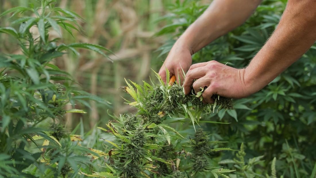 Nachhaltige Praktiken bei der Verpackung von Cannabis Samen