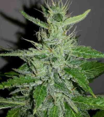 Rhino Cannabis Samen: Die besten Tipps für Anfänger