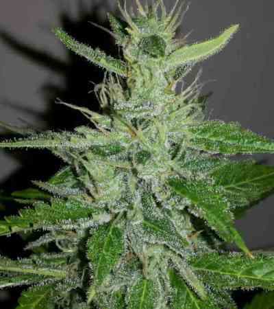 Rhino Cannabis Samen: Die besten Tipps für Anfänger