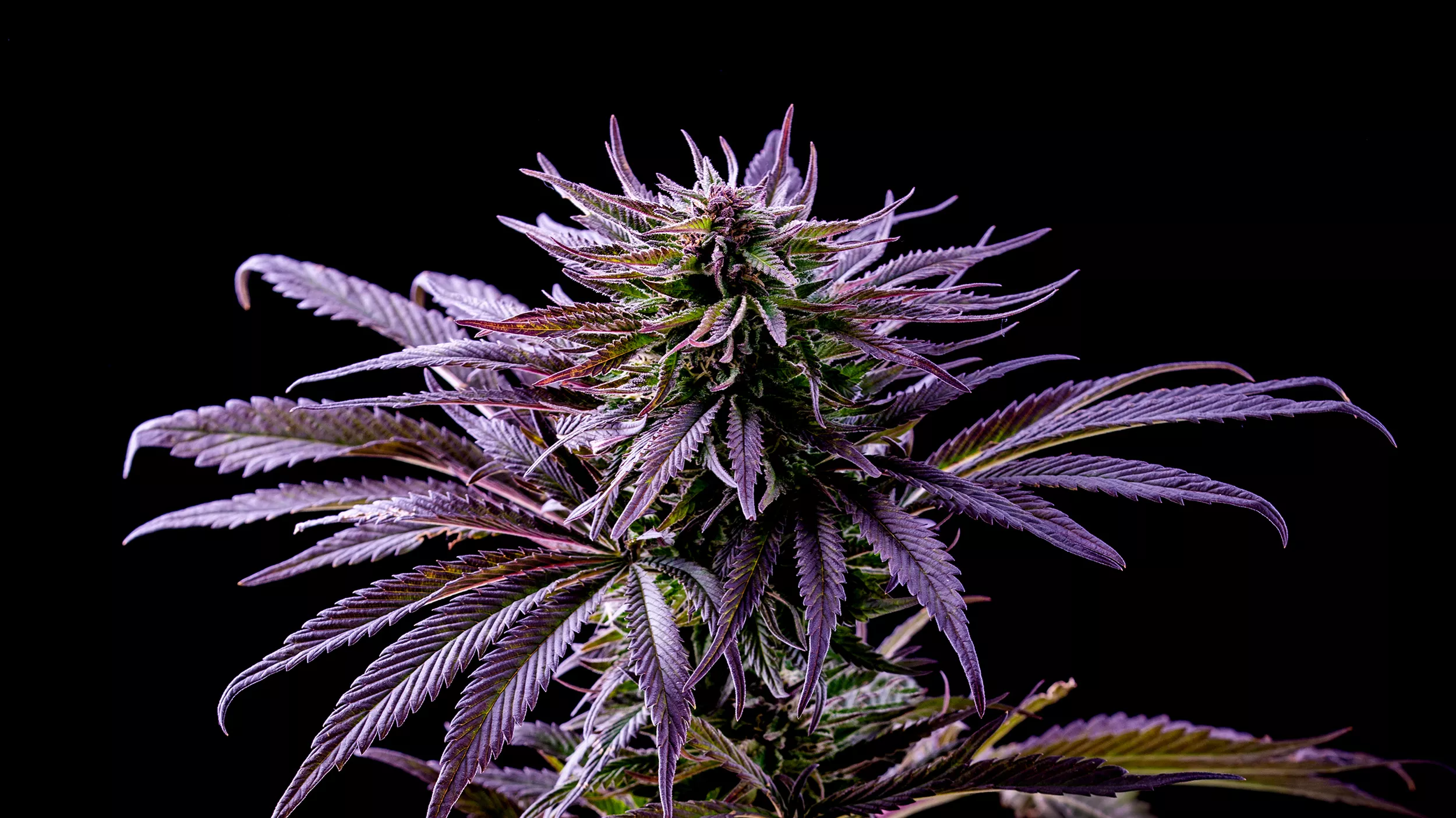 Die Top 10 Sinsemilla-Sorten von Cannapot für Cannabis Sativa-Liebhaber